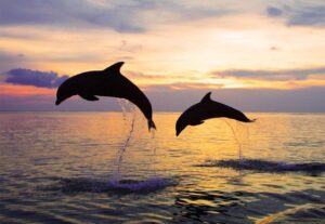 NORTH BALI : Lovina Beach Wild Dolphin Tour